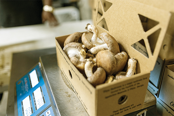 Box mushrooms