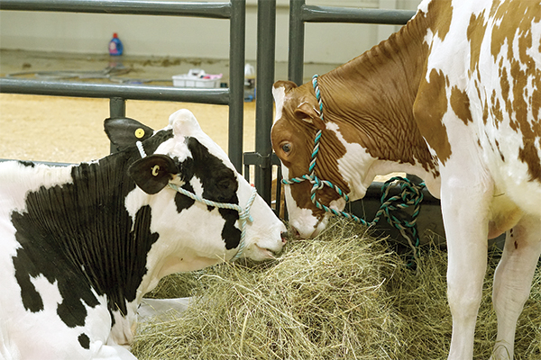 DairyShow012925