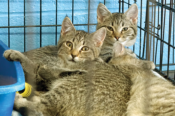 Pets3 011525