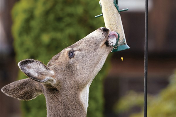 Don't feed the deer