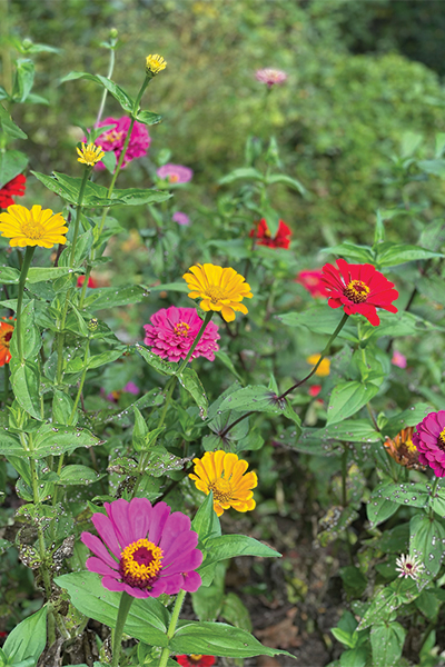 Flowers2