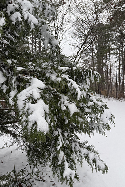 snow covered branches