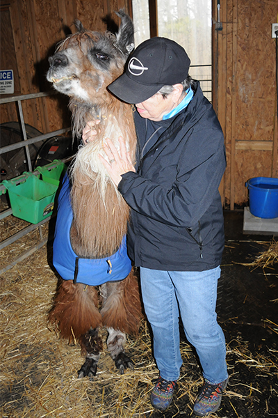 Llamas012926