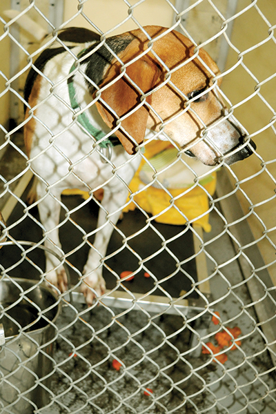 Joe, a beagle mix at the Gilmer County Animal Shelter, stands at the door of his cage after eating his Thanksgiving dinner.
