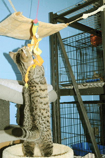 CatEnrichment3