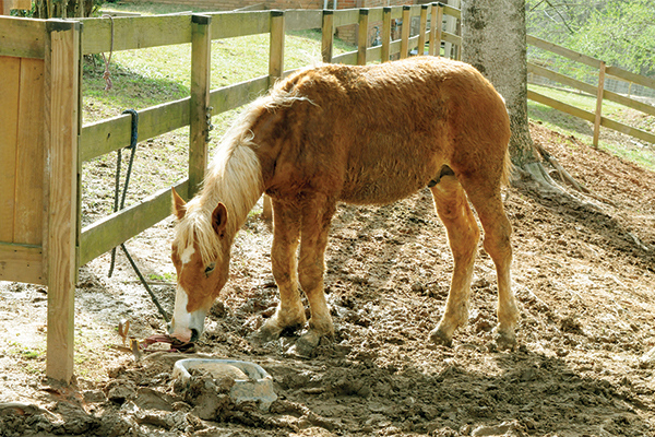 Horse031826