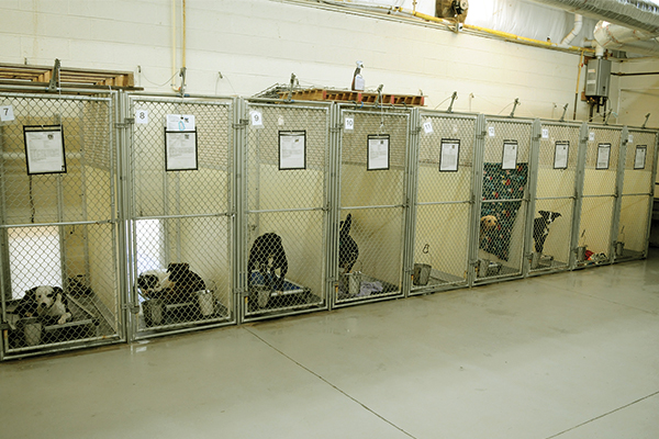 AnimalShelter2