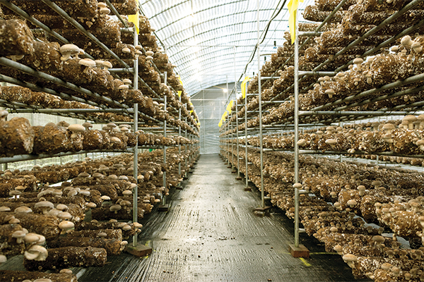 Mushroom shelves