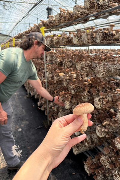 MushroomShelves