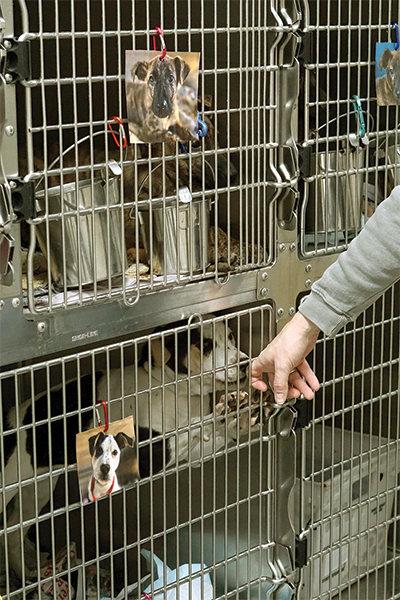 Animal Shelter cages