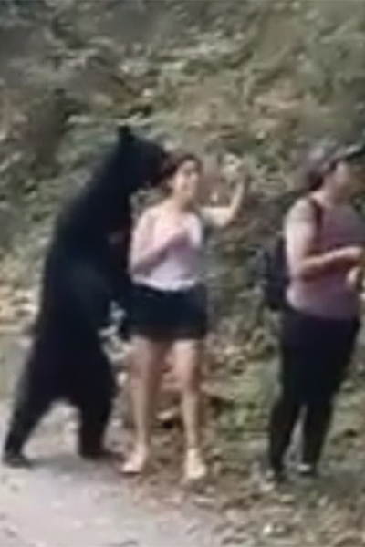 Bear 2025
