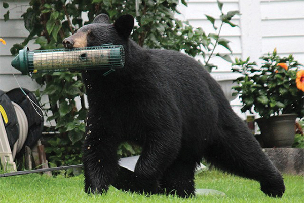Bear with bird feeder