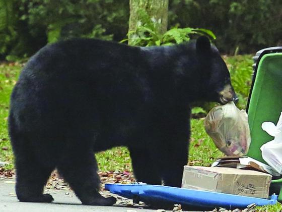 “Attractants” — household garbage — is the main cause of food-conditioned bears that need to be euthanized or relocated. (Photo by The Associated Press)