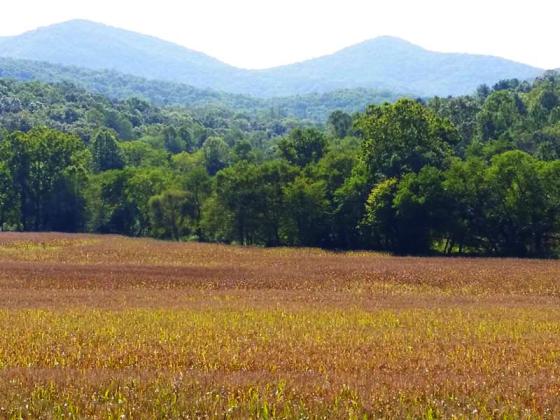 The corn turning brown in this field along Newport Road shows the effect of almost two months without rain. 