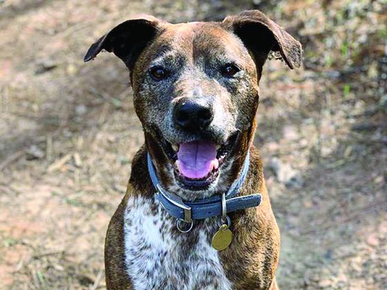 Photos provided by Gilmer County Animal Shelter.