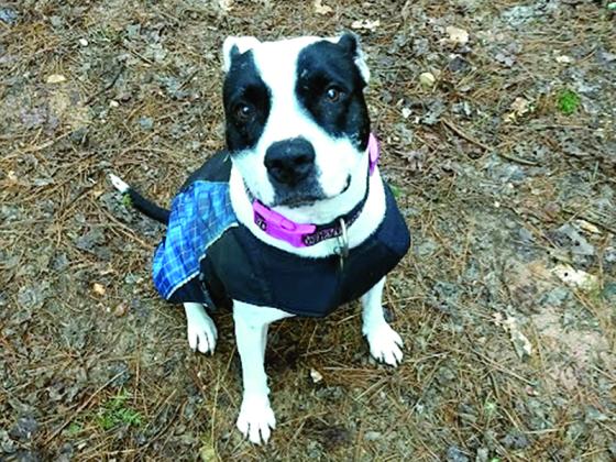 Photos provided by Gilmer County Animal Shelter. 