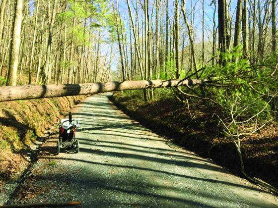 Saturday’s storm blew this tree down across Rock Creek Road in Cherry Log. (Photo by Mark Belongie)