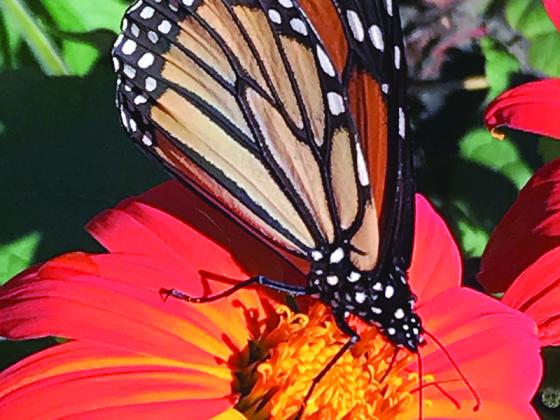 Monarch butterflies are among the pollinators that will be covered during an upcoming First Thursday educational program from the Gilmer Master Gardener Extension Volunteers. 