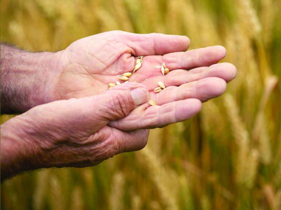 Uncertainty looms over spring crop planting  