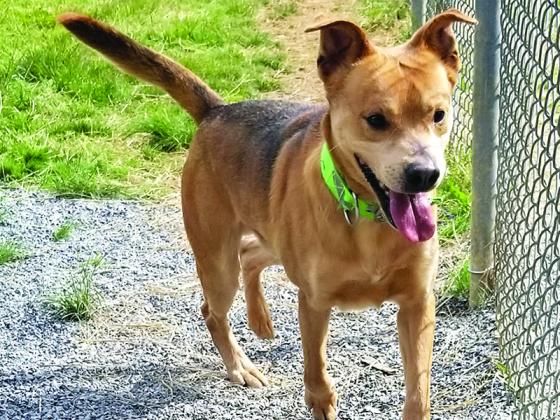 Otis, above, and Magnum, below, are two of the adoptable dogs spotlighted by Hopeful for a Home, which promotes longtime residents of the Gilmer Animal Shelter on the shelter’s Facebook page.