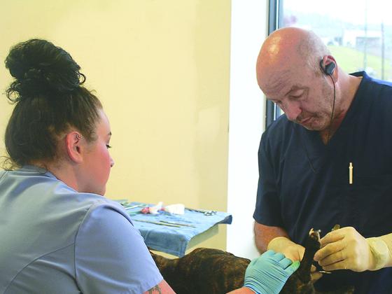 Dr. Craig Chester, right, is assisted by vet tech Emerald Goble during a discount spay-neuter clinic sponsored by Friends of Gilmer Animal Shelter (FOGAS) last November.