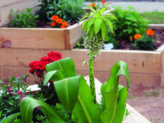 The array of colorful and unusual plants grown in the Gilmer County Library’s DIG educational garden will provide a setting for adults and children to participate in the 2020 Great Georgia Pollinator Census, an interactive parking lot program scheduled for Saturday, Aug. 22.