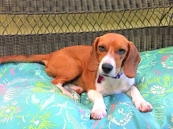 Honey is among the dogs that have found their way to Homeward Bound Pet Rescue. 