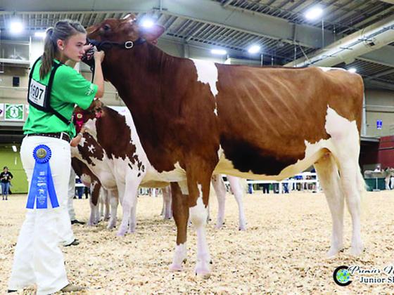 Octavia Bushey, who was recently declared a National FFA Agricultural Proficiency Award winner in the area of dairy production-entrepreneurship, is pictured competing at the All-American Dairy Show in Harrisburg, Pa.