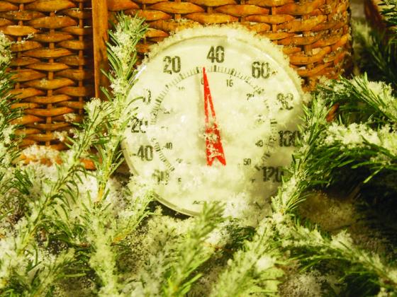 Sabrina Sullivan took this photo of snow-covered Christmas boughs in the freezing temperature.