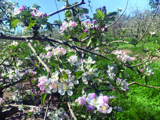 Apple trees are in bloom at BJ Reece Orchards.
