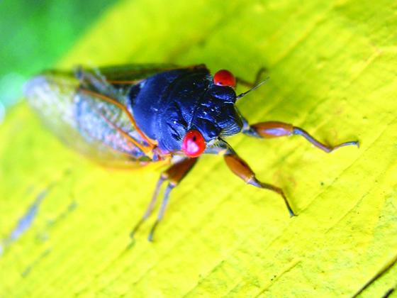 Periodical cicadas have red eyes, a black body and orange wings. By contrast, annual cicadas, which can be seen each year, have black eyes and green wings. (UGA picture)