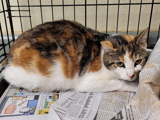 Pictured is a semi-feral cat that arrived at the Gilmer Animal Shelter pregnant with kittens. The purpose of a new trap, fix and release program is to reduce an overpopulation of feral cats in the county. 