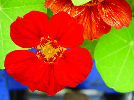 Nasturtium
