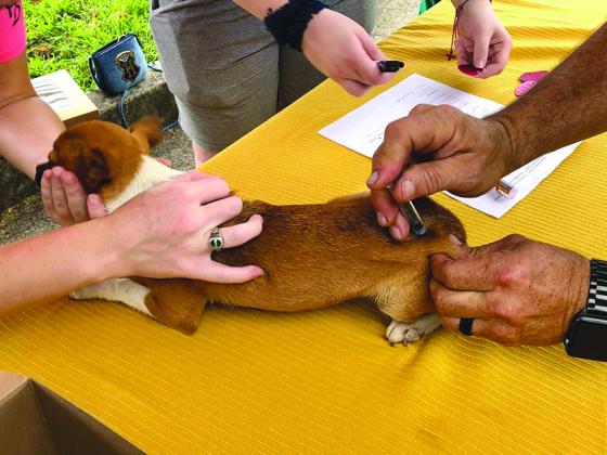 A tiny patient is treated at last year’s first low-cost pet vaccination clinic presented by Friends of the Gilmer Animal Shelter.