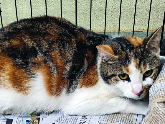 The Gilmer County Animal Shelter will continue a program in which feral cats are being trapped, fixed and released. The additional spay-neuter procedures will be done as long as limited funding allows.