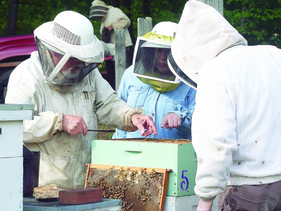 Beekeepers of Gilmer County members Steve Towe, left, and Robert Gifford, right, show new beekeeper Katy Wood, center, how to care for individual frames in one of the club’s hives.