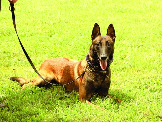 Novack, a 6-year-old Belgian Malinois, is one of two Gilmer Sheriff’s Office K-9s who will soon receive a protective vest from the Georgia Police K-9 Foundation.