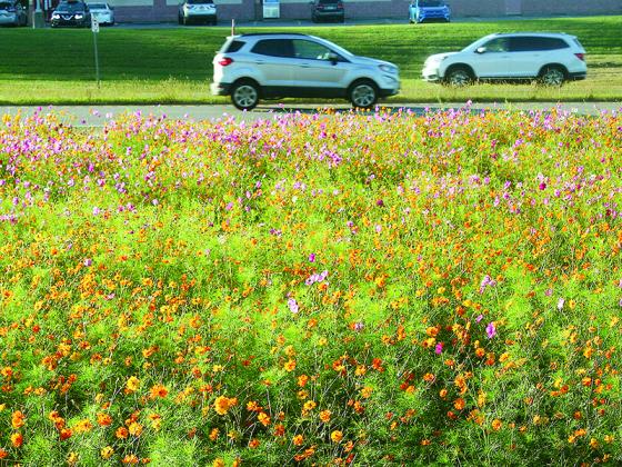 Colorful wildflowers in bloom on the side of Highway 515’s northbound lane should be enjoyed from afar, not by parking on the side of the heavily traveled highway, according to East Ellijay Police. 