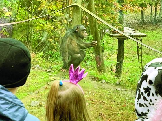 Four families got to see residents of the Project Chimps sanctuary up close during a recent trip provided by the Gilmer Community Food Pantry.  