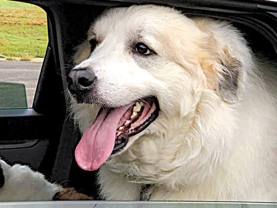 A March 26 drive-thru pet vaccination clinic will offer a number of vaccinations that dogs and cats can receive without leaving the car. 