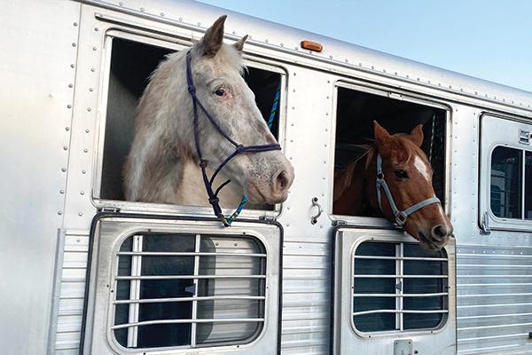 Horses Happy, left, and Natalie, right, are among the animals recently relocated from Build An Ark Animal Rescue as new animal cruelty charges are brought against Build an Ark’s proprietor. The two horses were taken in by TMMA Farms and Sanctuary of Trion, Ga. 