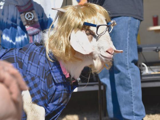 Sunday’s third-place pageant winner, Garth, looks for his buddy and fellow contestant, Wayne.