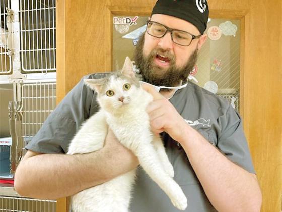 Dr. David Roberson, of VCA Appalachian Animal Hospital, holds a feral cat that is in the first group of ferals to be fixed under a trap, neuter and release program led by Friends of the Gilmer Animal Shelter. 