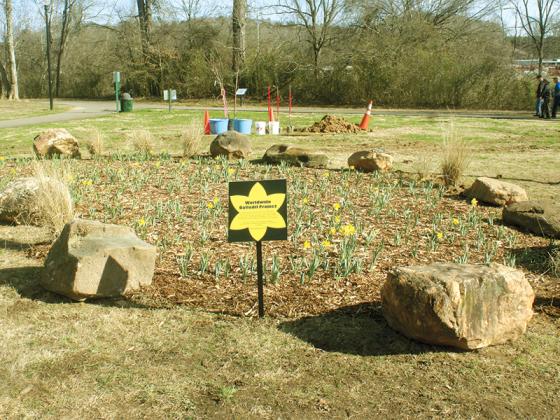 The Daffodil Project garden planted last December is undergoing its first bloom also inside the lower loop of the River Park walking path.