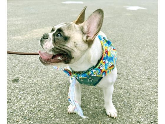 The award for Best All Time Smile went to Odie with owner Maddie Miller