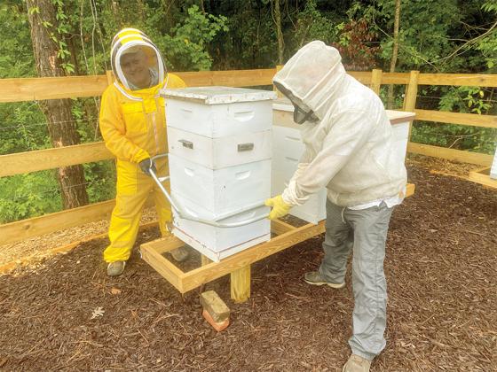 Gilmer County beekeepers Tony Tenille and Lloyd Vautrot work to get honeybee colonies situated at the club’s new apiary at Buckley Vineyards, pictured below.