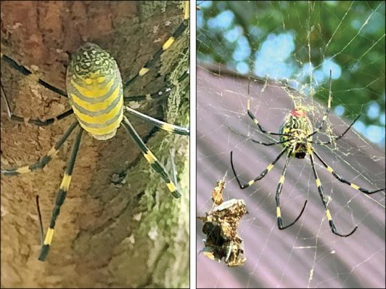 The photographer almost walked face first into this huge Joro spider in the Frosty Mountain development in eastern Gilmer County (left, photo by Mark Millican). At right, this Joro spider in the Burnt Mountain area spanning Gilmer and Pickens counties shows off its intricate web that has captured a falling leaf (photo by René Wilder).
