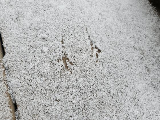 Little bird feet in the snow. Facebook photo by Amanda Joy Stowers.