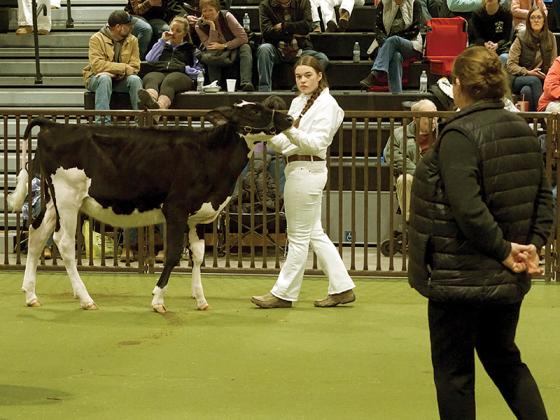 Sophomore Ava Smith and her cow, Melie, place second for Showmanship in her age group.
