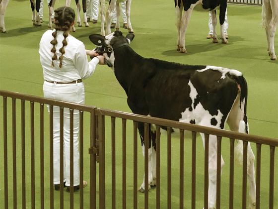 Cecelia Miller and her cow, Lacey, win Reserve Junior Showman out of all middle schoolers competing.